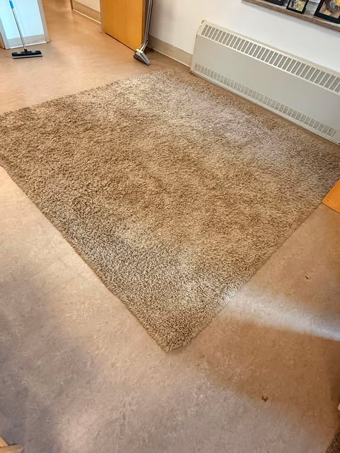 Beige shag area rug cleaned on a hard floor in an office